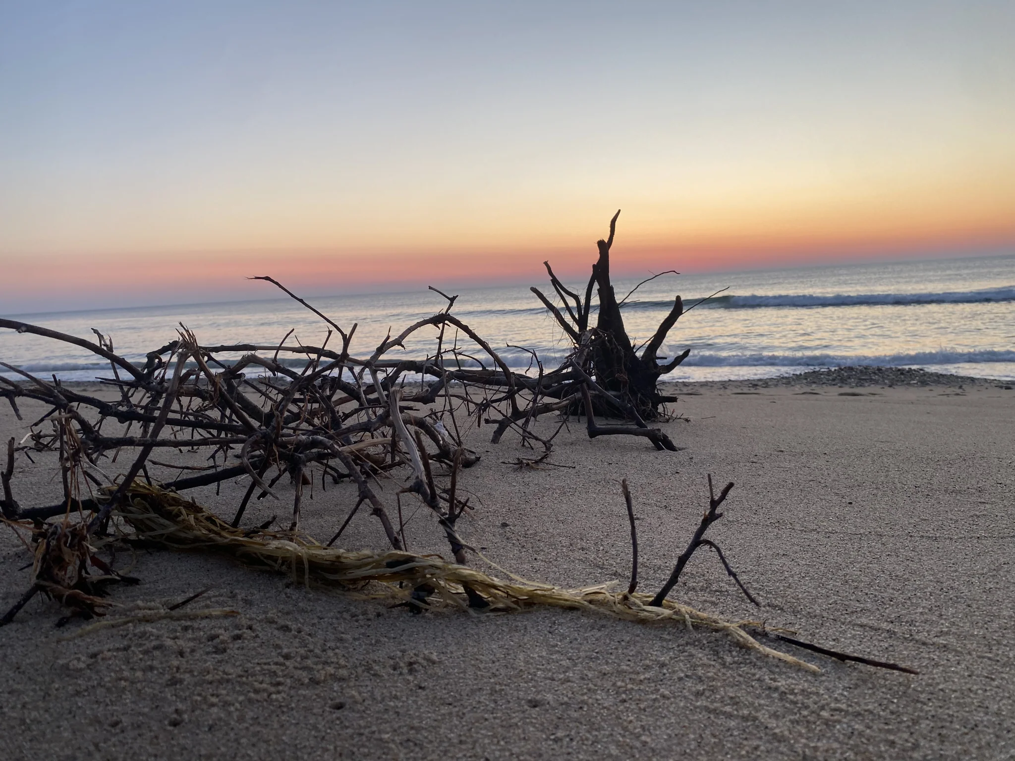 Bleached driftwood on the sand at sunrise on the Eastham outer shore