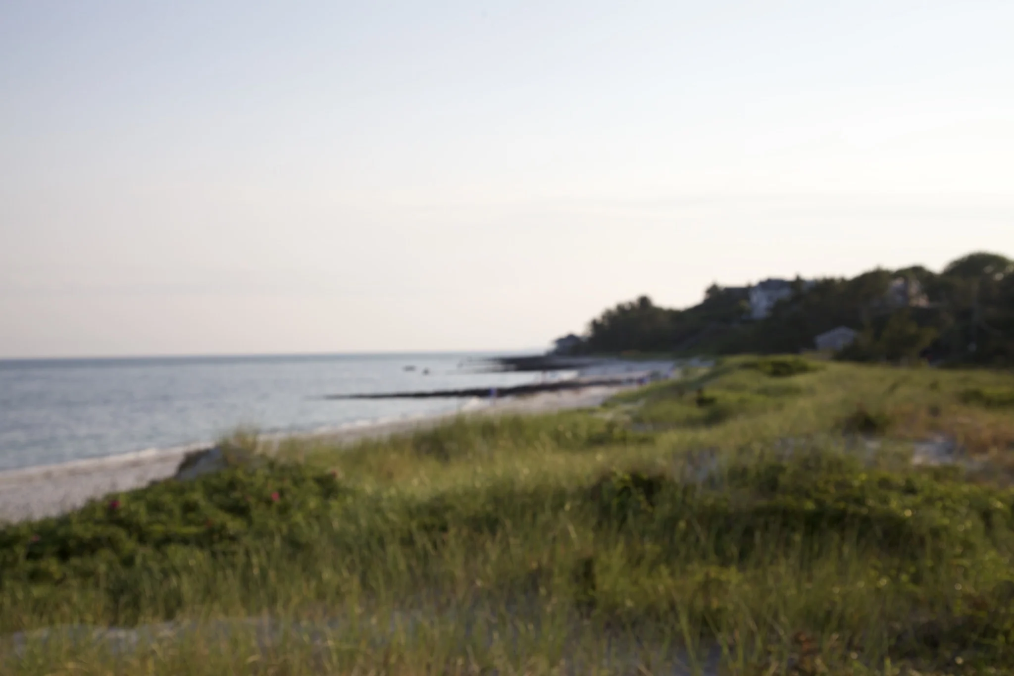 Beach grass on the bluff above the shoreline at Hyannis Port