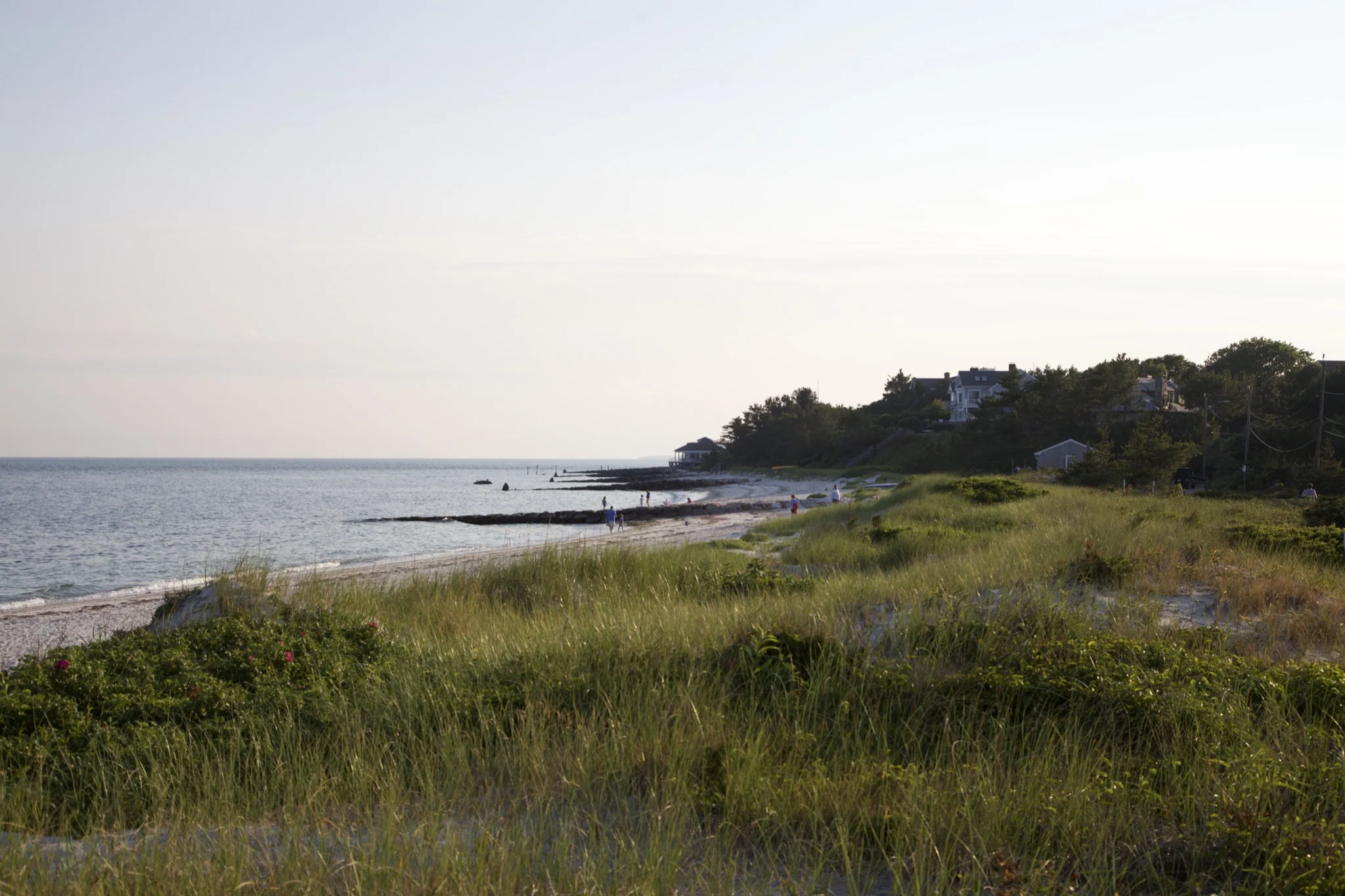 Dune grass along the Hyannis Port shoreline with shingled homes on the bluff beyond