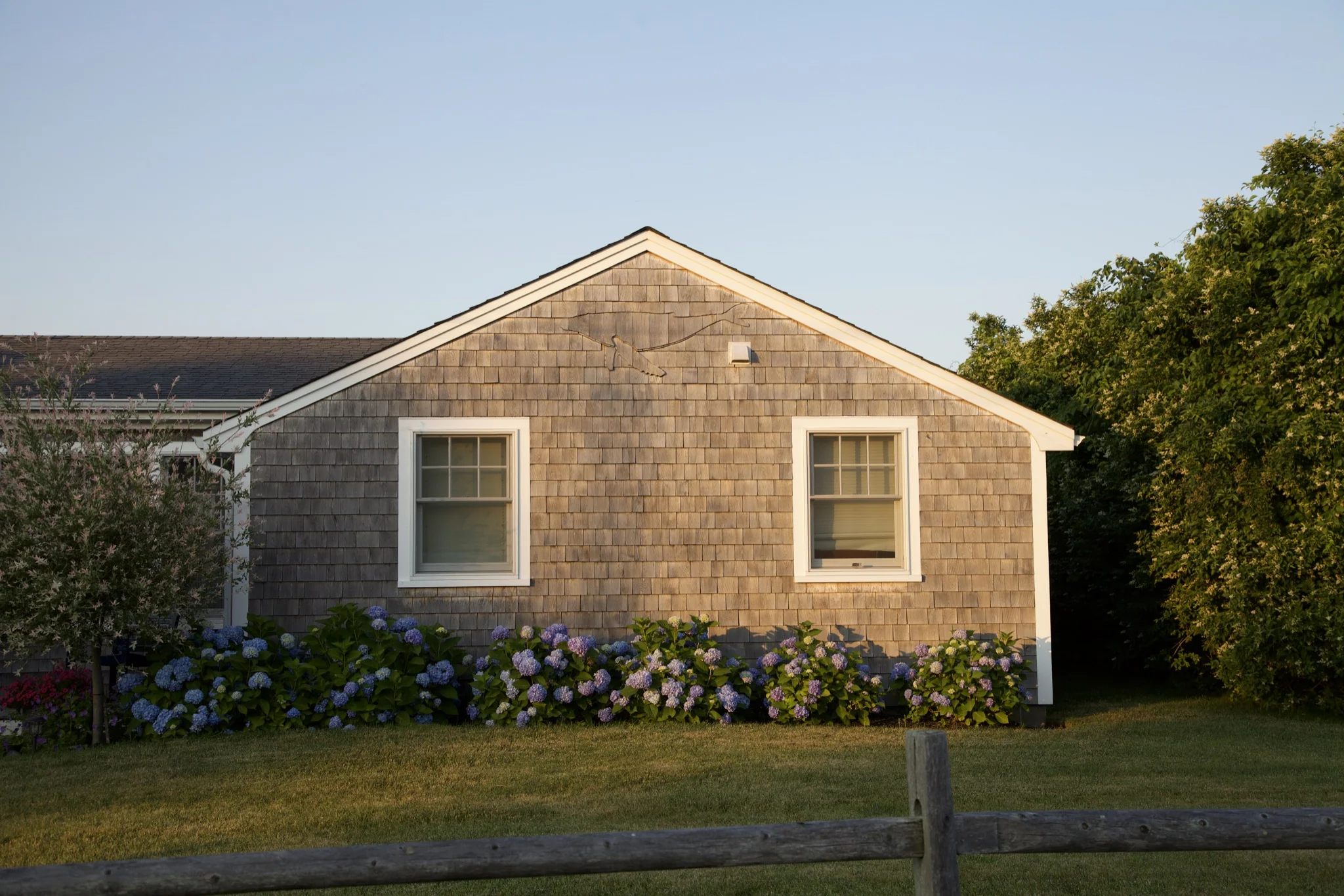 Weathered cedar-shingle Cape cottage with white trim and blue hydrangeas in Hyannis Port, Massachusetts