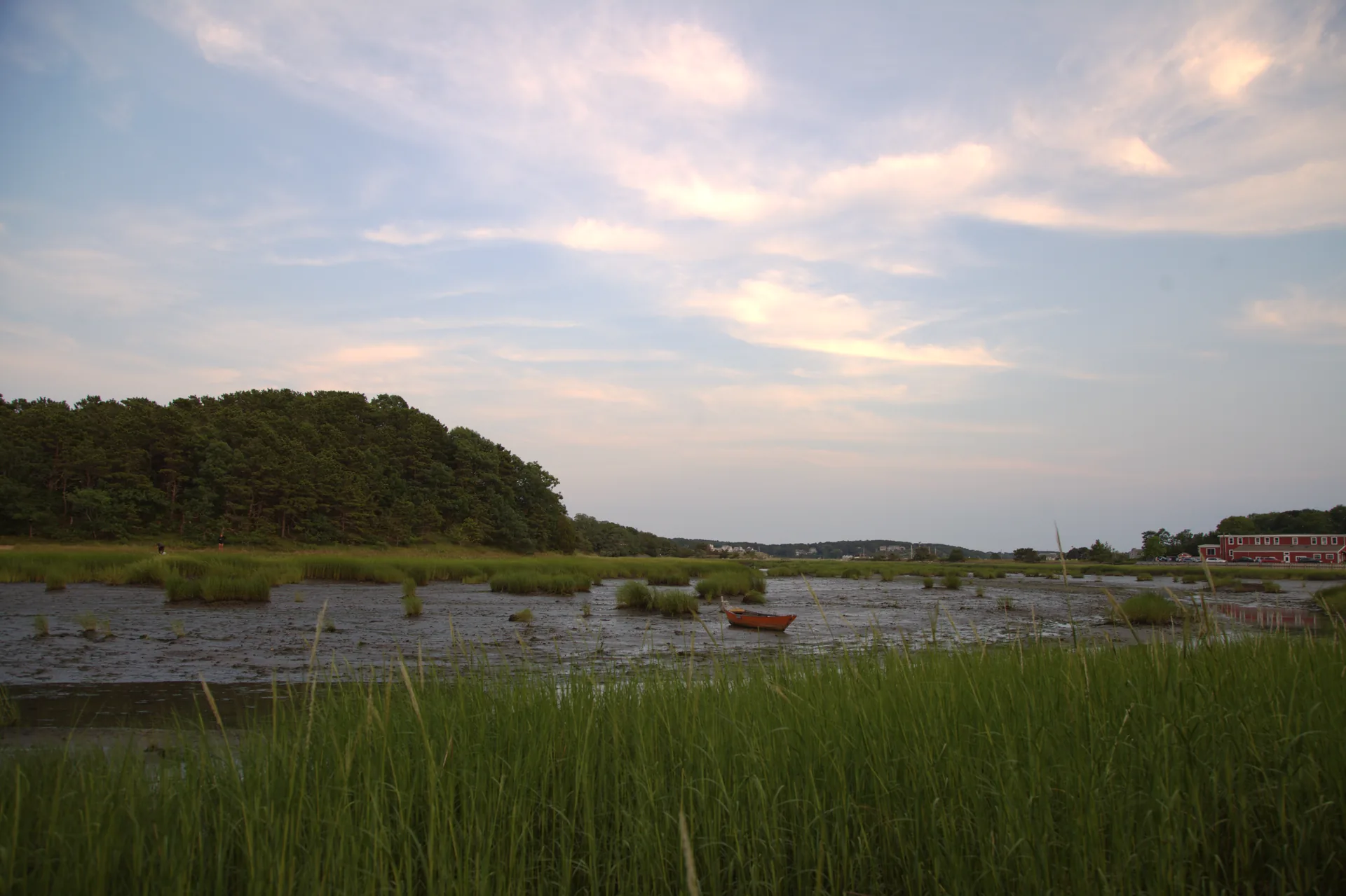 Wellfleet Harbor at low tide seen across the salt marsh, tidal channels winding out toward a wooded point under a soft dawn sky.