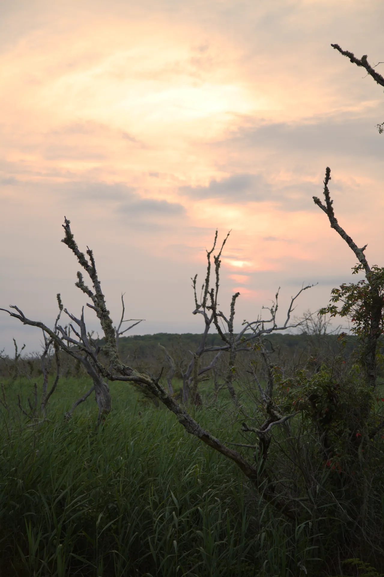 Wind-stunted trees and tall grass on the Wellfleet moor at dawn, the Outer Cape treeline low on the horizon.