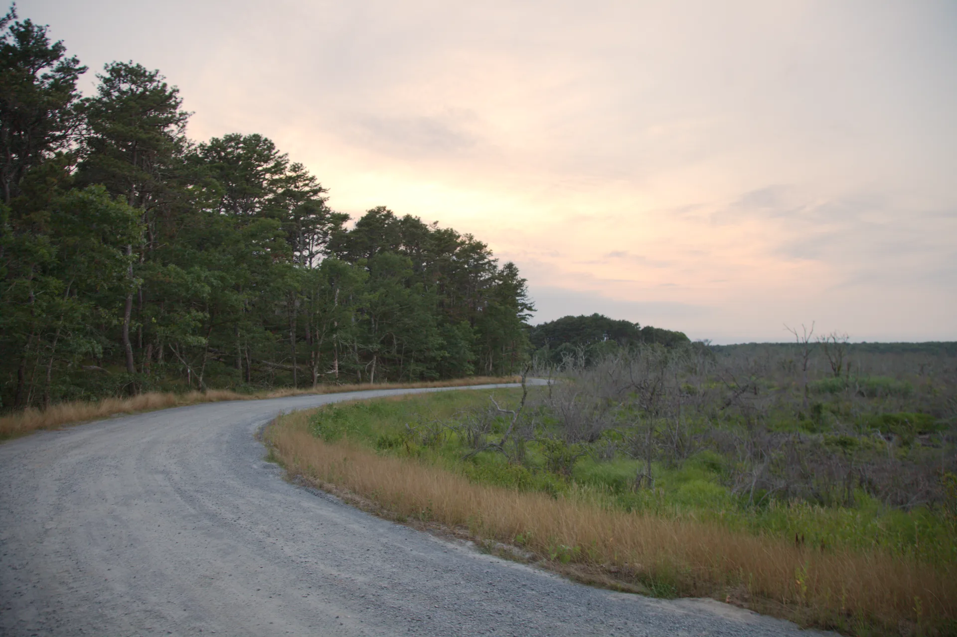 A sand road curving between pitch pine and dune scrub on the Outer Cape at first light.