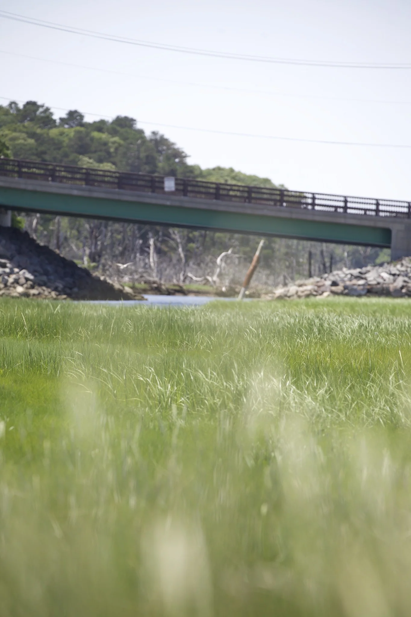 Chatham's channel bridge framed by summer marsh grass