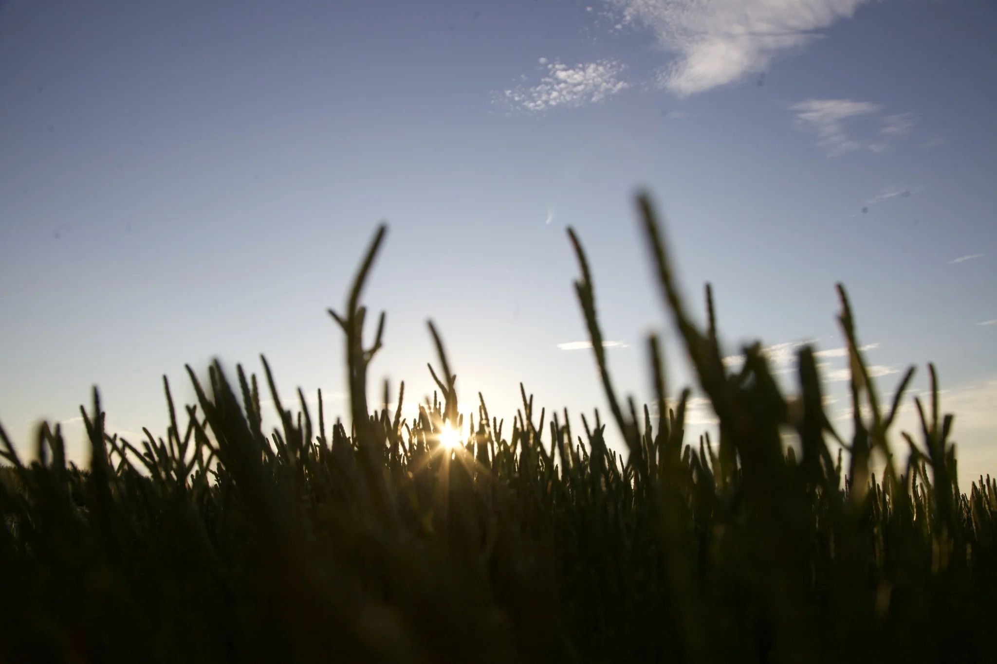 A sunset starburst breaking through salt-marsh grass at Skaket Beach in Orleans