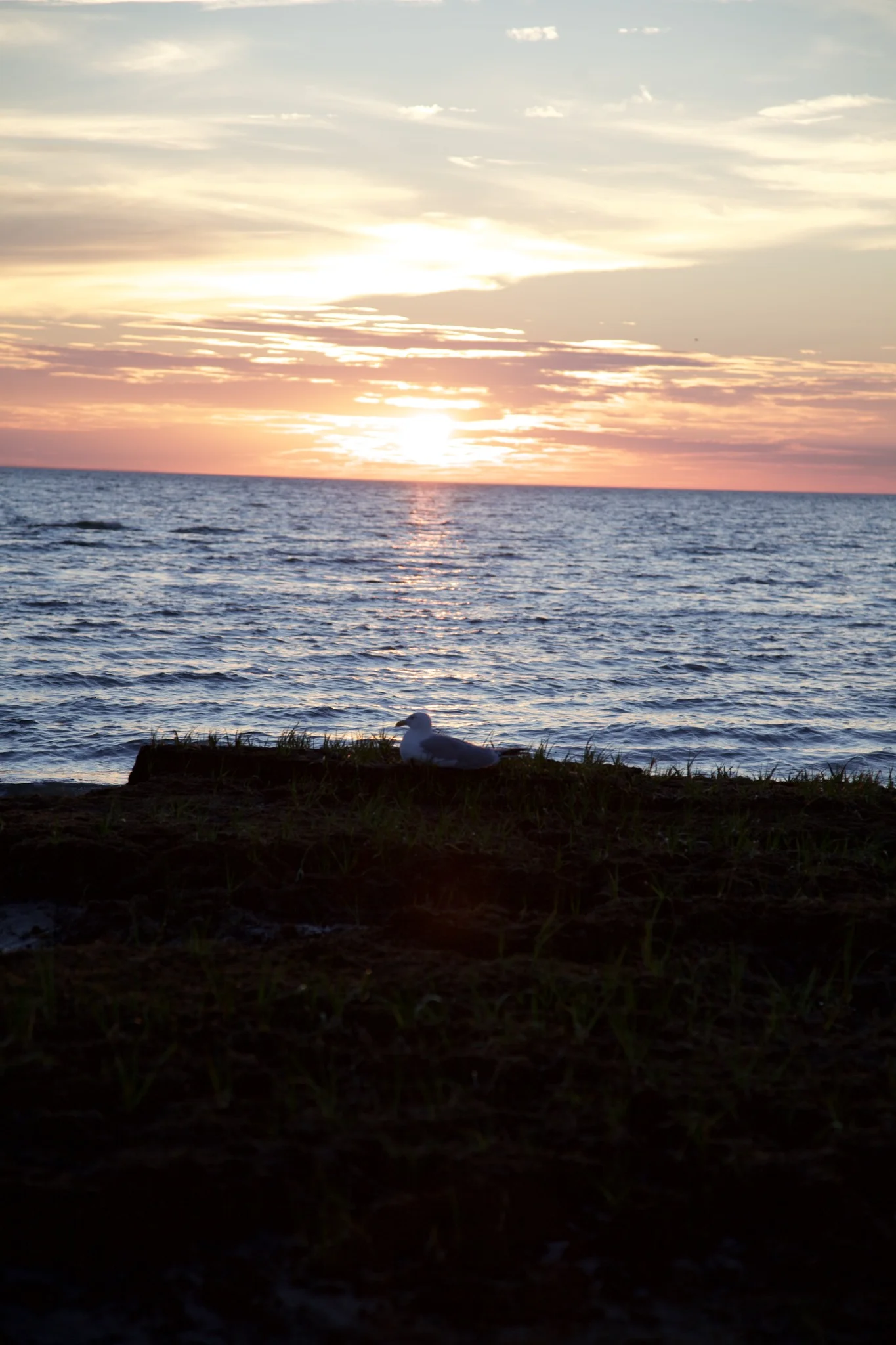 A gull resting on a grassy sandbar as the sun sets over Cape Cod Bay at Skaket Beach, Orleans