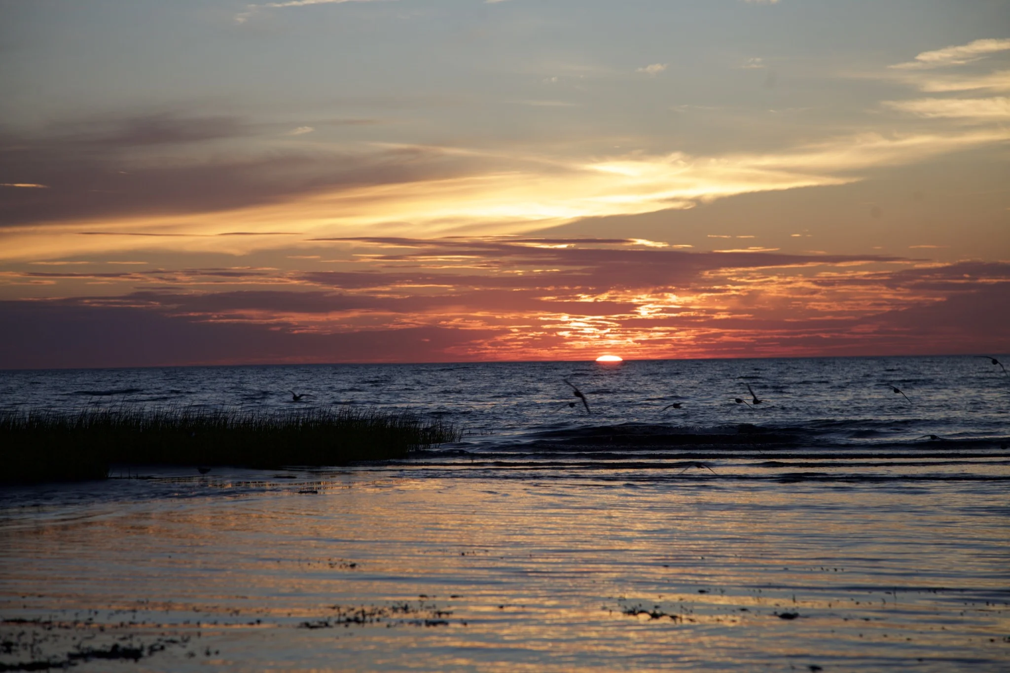 Shorebirds in flight as the sun touches the horizon over Cape Cod Bay at Skaket Beach in Orleans