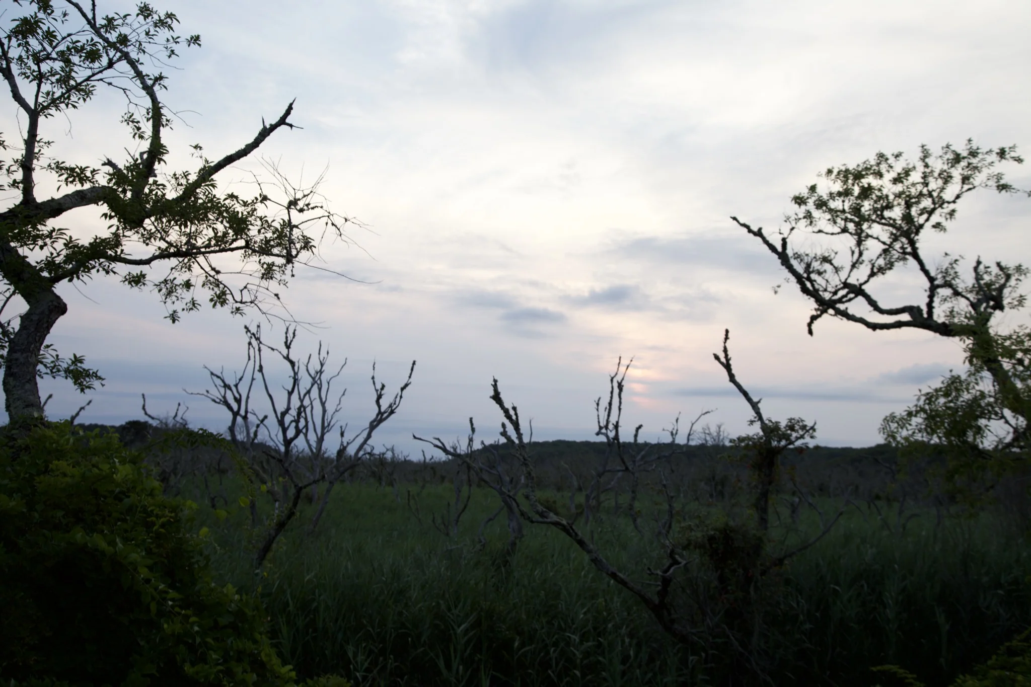 Wind-shaped trees on the open moor above the marsh at dusk in Wellfleet