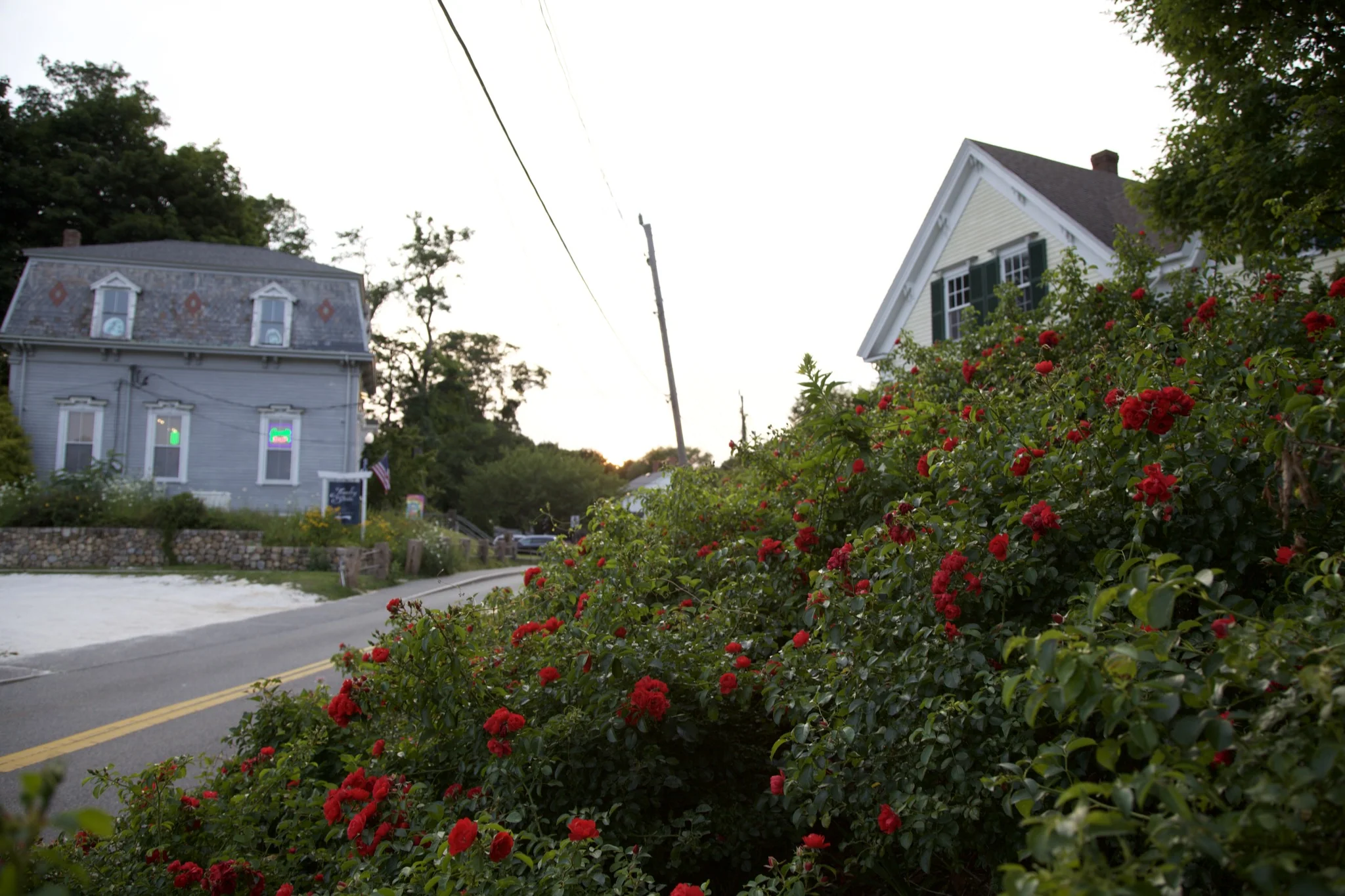 Rambling red roses along the roadside below a white Wellfleet house
